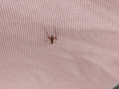 Anelosimus vittatus