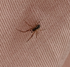 Anelosimus vittatus
