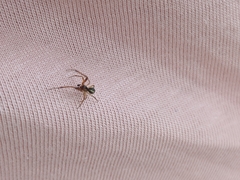 Anelosimus vittatus