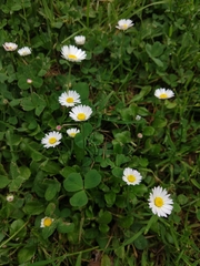 Bellis perennis