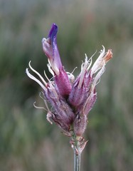 Astragalus vesicarius carniolicus