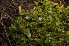 Nemophila pedunculata
