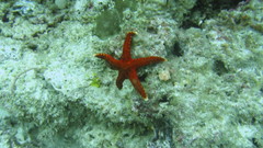Fromia hemiopla