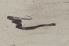 Masticophis fuliginosus