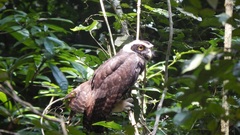 Pulsatrix perspicillata