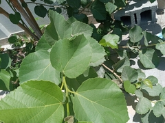 Cordia dichotoma