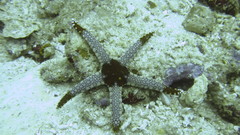 Fromia monilis