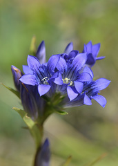 Gentiana tianschanica