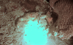 Lauridromia dehaani