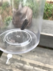 Armadillidium vulgare