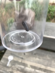 Armadillidium vulgare