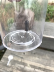 Armadillidium vulgare