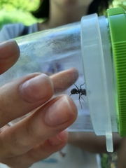 Camponotus vagus