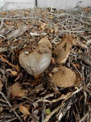 Myriostoma australianum