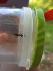 Camponotus vagus