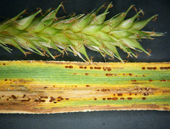 Puccinia urticata