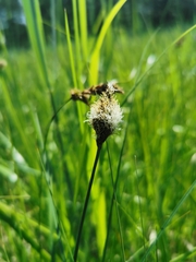 Carex disticha