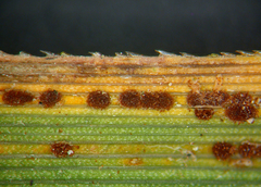 Puccinia urticata