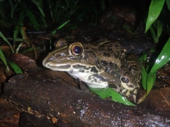 Hoplobatrachus tigerinus