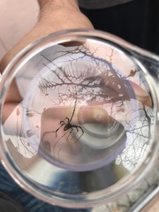 Latrodectus geometricus