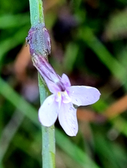 Lobelia patula