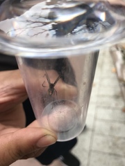 Latrodectus geometricus