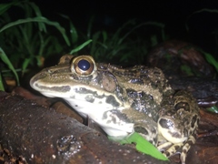 Hoplobatrachus tigerinus