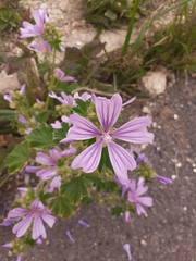 Malva sylvestris