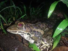 Hoplobatrachus tigerinus