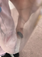 Armadillidium vulgare