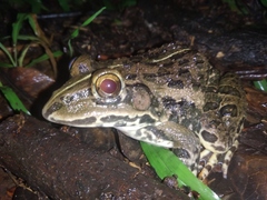 Hoplobatrachus tigerinus