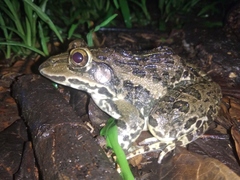 Hoplobatrachus tigerinus