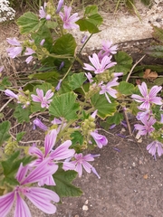 Malva sylvestris