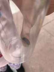 Armadillidium vulgare