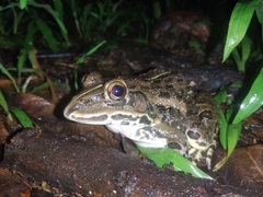 Hoplobatrachus tigerinus