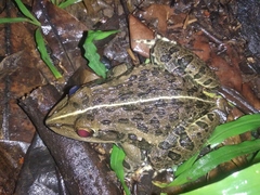 Hoplobatrachus tigerinus