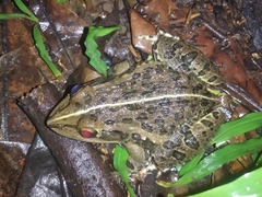 Hoplobatrachus tigerinus