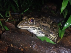 Hoplobatrachus tigerinus