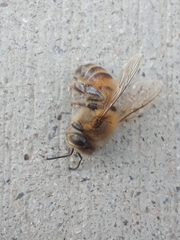 Apis mellifera