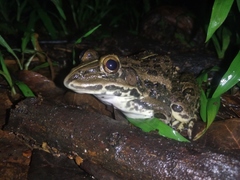 Hoplobatrachus tigerinus