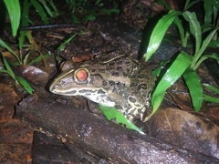 Hoplobatrachus tigerinus