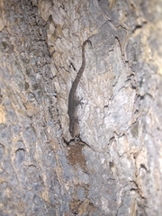 Hemidactylus frenatus