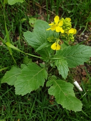 Rhamphospermum arvense