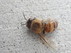Apis mellifera