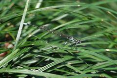 Pseudocopera annulata