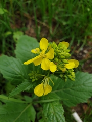 Rhamphospermum arvense