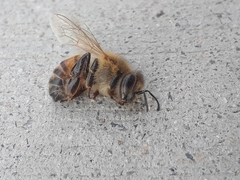 Apis mellifera