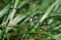 Pseudocopera annulata