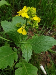 Rhamphospermum arvense