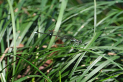 Pseudocopera annulata